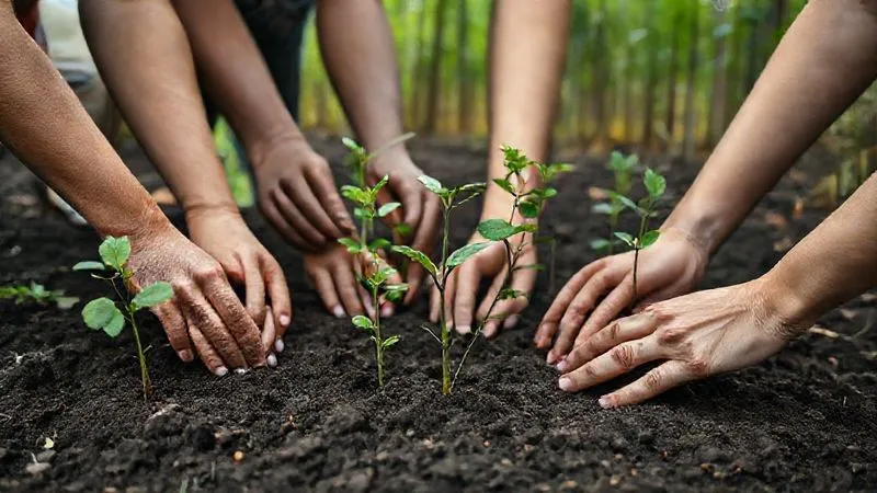 A photorealistic image of a diverse group of hands, some young, some old, planting small saplings in rich, dark soil, symbolizing collective, long-term sustainable investment and growth. The setting is a vibrant, healthy forest in the background. Soft, natural lighting, sharp focus on the hands and saplings, depth of field. 8K hyper-detailed.